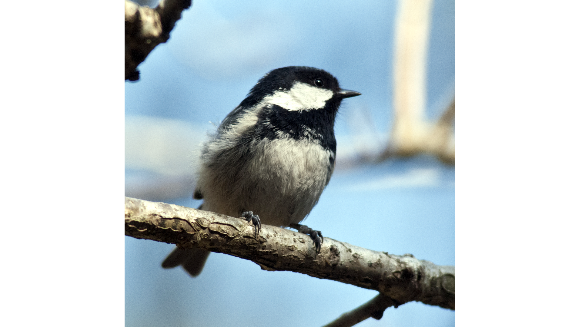 Fenyvescinege (Parus ater)